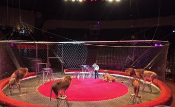 Артисты Днепропетровского государственного цирка рассказали о новом шоу «Кони и львы»