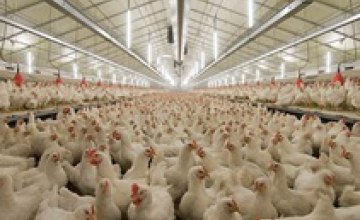 Украина получила право поставлять в ЕС продукцию птицеводства 