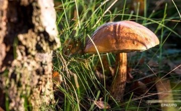 В Черниговской области от отравления грибами умерла 55-летняя женщина