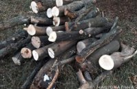 На Днепропетровщине задержали мужчин, которые вырезали деревья