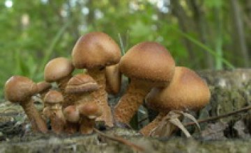 В Днепродзержинске 20-летняя девушка отравилась грибами
