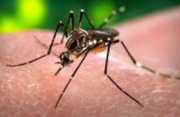 В Украине насчитали 53 вида насекомых способных переносить вирус Зика