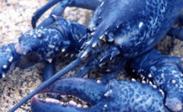 В Канаде поймали омаров голубого цвета