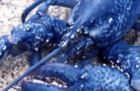 В Канаде поймали омаров голубого цвета