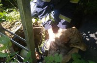 В Днепропетровской области собака упала в 2-х метровый колодец (ФОТО)