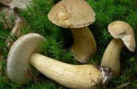 В Запорожской области пять человек отравилось грибами
