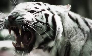 В Великобритании тигр растерзал смотрительницу зоопарка
