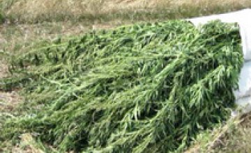 На Днепропетровщине за 4 месяца правоохранители обнаружили и уничтожили почти 24 тыс наркотических растений