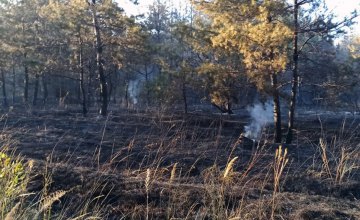 В Новомосковском районе сгорело 1,5 га хвойного леса