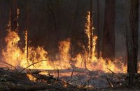 На Днепропетровщине выгорел 1 га леса 