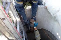 В Днепропетровской области щенки провалились в открытый  канализационный коллектор (ФОТО)