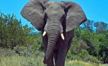В Индии застрелили дикого слона-убийцу