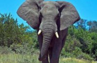 В Индии застрелили дикого слона-убийцу