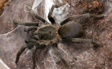 На севере Австралии зафиксировано нашествие тарантулов