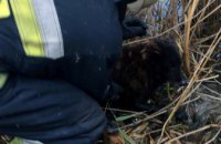 На окраине Днепра в болоте застряла собака (ФОТО)