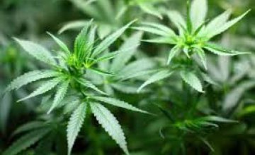 В Грузии легализовали употребление марихуаны