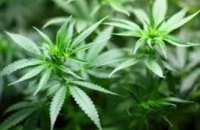 В Грузии легализовали употребление марихуаны