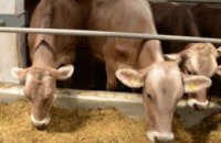 В Днепропетровской области открыта первая в Украине молочная ферма семейного типа