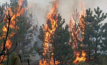 В лесах Днепропетровщины объявлен 5-й класс пожароопасности