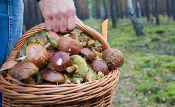 ​Жителям Днепропетровщины напомнили, как не отравиться грибами