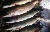 На Днепропетровщине браконьер выловил рыбы на сумму около 2,5 тыс. грн 