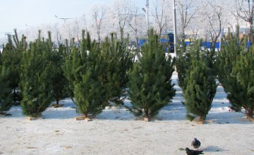 На Днепропетровщине в текущем году реализовано 17 тыс. елок 