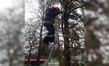 В Днепре спасатели сняли котенка с дерева