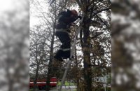 В Днепре спасатели сняли котенка с дерева