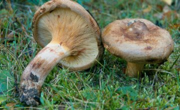 На Днепропетровщине шесть человек отравились грибами