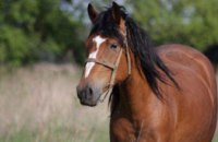 В Чернигове у женщины на улице украли коня
