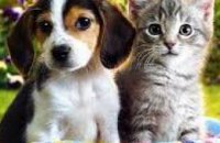В октябре «Верность» будет проводить акцию по стерилизации домашних животных по европейской методике