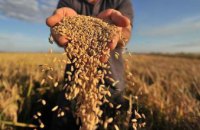 Эксперты рассказали о ситуации с урожаем подсолнуха и зерновых культур на Днепропетровщине