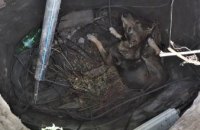 В Днепре собака упала в коллектор теплотрассы (ФОТО)