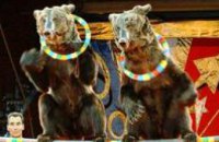В Мексике запретили использовать животных в цирковых представлениях 