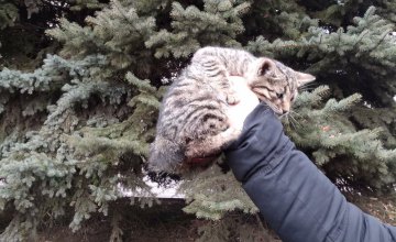 На Днепропетровщине спасатели помогли котёнку слезть с дерева