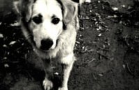 В Павлограде собаки ищут людей, создающих стихийные свалки