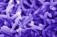 В Днепре обнаружен вибрион холеры