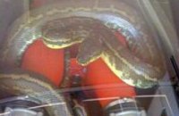 В машине днепропетровского рыбака поселилась огромная змея (ФОТО)
