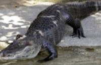 Во Флориде полиция нашла тело 2-летнего мальчика, которого утащил крокодил