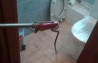 ​ На Днепропетровщине в частный дом заползла метровая змея (ФОТО)