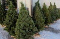 ​Днепрянам рассказали, сколько в этом году придется заплатить за новогоднюю елку