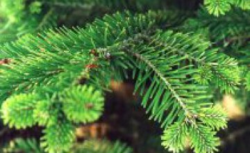 Цена на елку в лесхозе Днепропетровска колеблется от 40 до 78 грн.