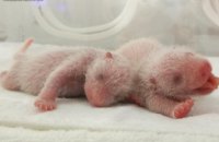 В Китае на свет появились три детеныша панды