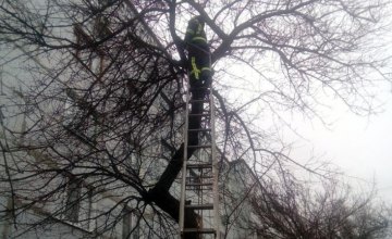 В Зеленодольске спасатели помогли коту спуститься с дерева
