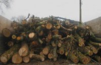 Полицейские в Царичанском районе помешали незаконной вырубке леса