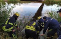 На Днепропетровщине в реке нашли труп 9-летней девочки