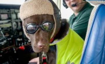В Британии впервые в истории собака получила права пилота 