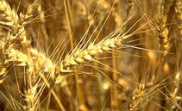В Украине цены на зерновые упали на 30% 