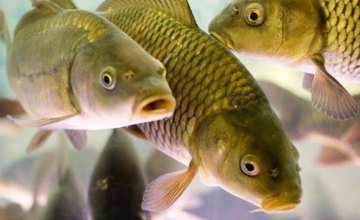 За 2020 год рыбхозу Днепропетровщины браконьеры нанесли  порядка 1 млн грн убытков
