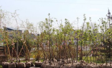 В рамках акции «Посади дерево – спаси город» идет процесс выбора деревьев в питомниках 